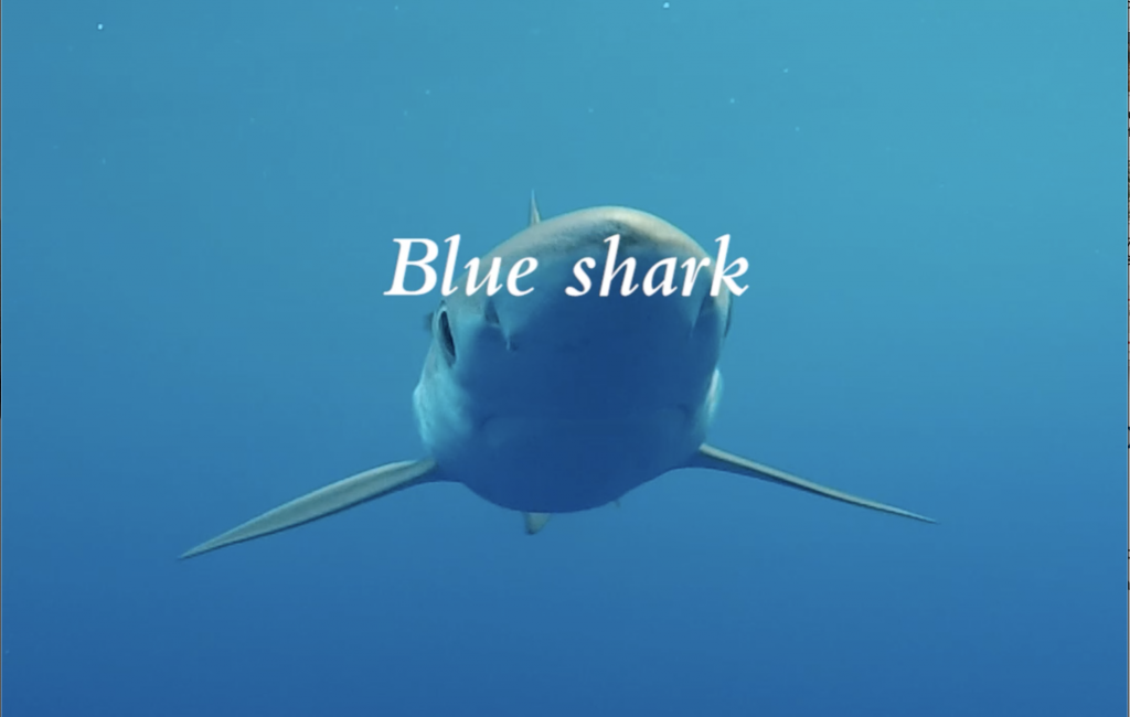 Blue_shark
