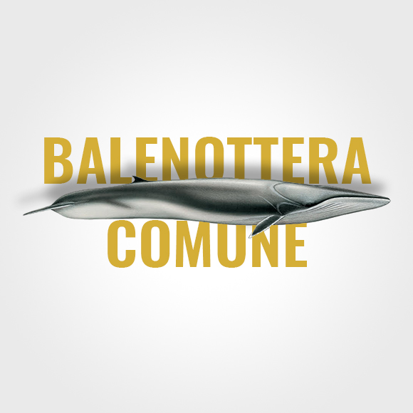 Balenottera_title