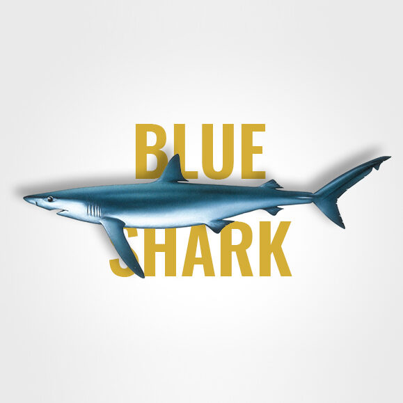 blue_shark