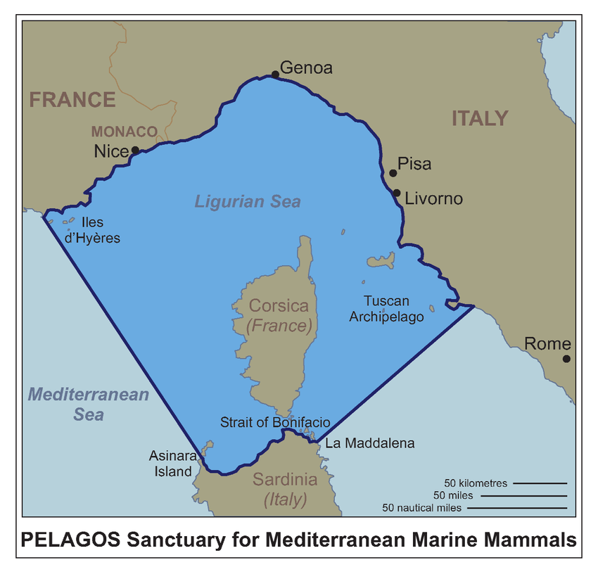 Pelagos sanctuary