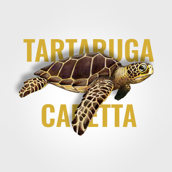 Tartaruga_text-small