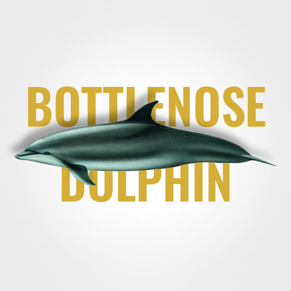 bottlenose_dolphin