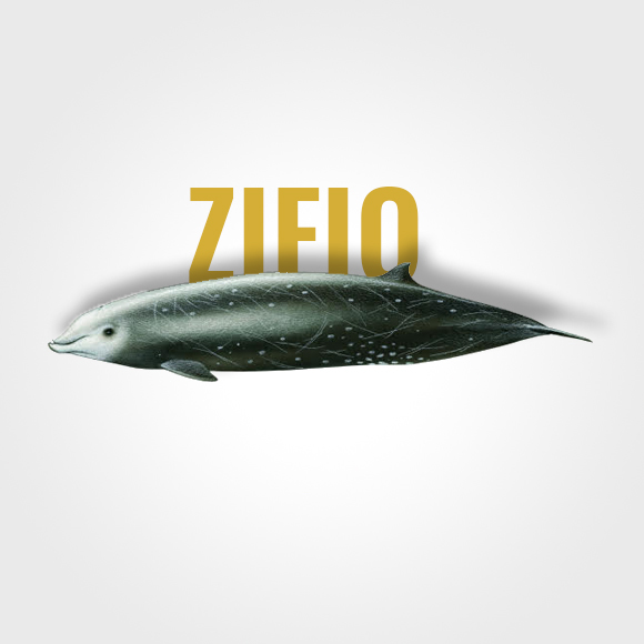 zifio_text