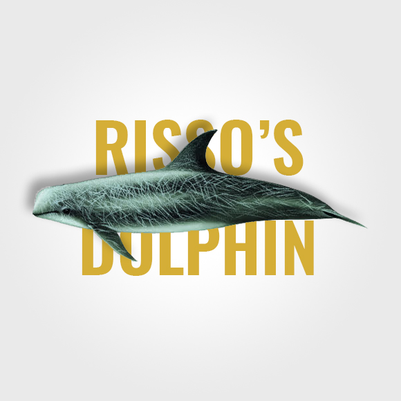 risso's_dolphin
