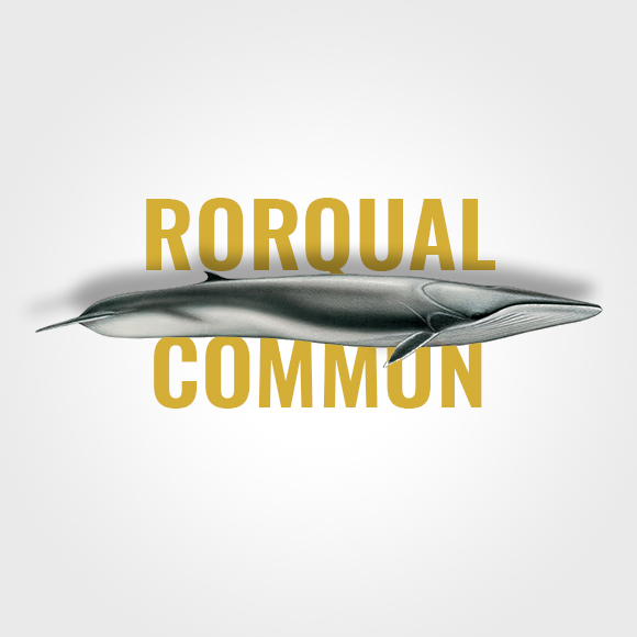 rorqual_commun