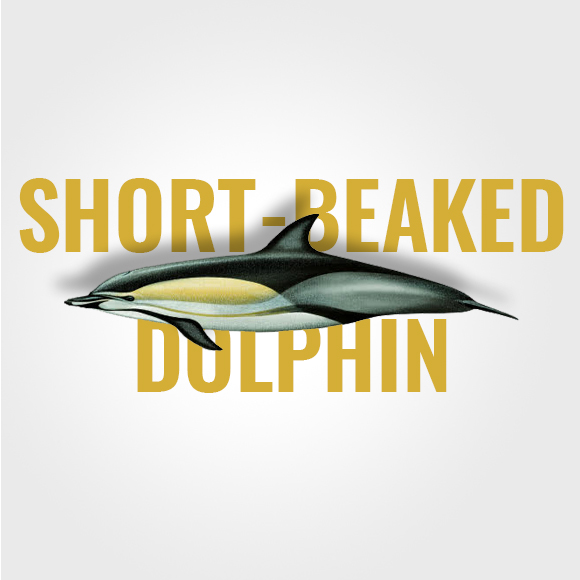 short-beaked_commun_dolphin