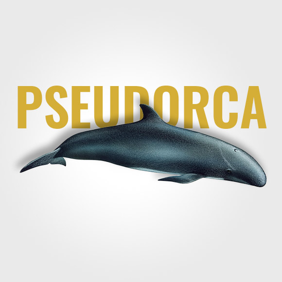 pseudorca