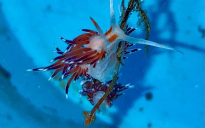 La biodiversità del Porto: i nudibranchi.